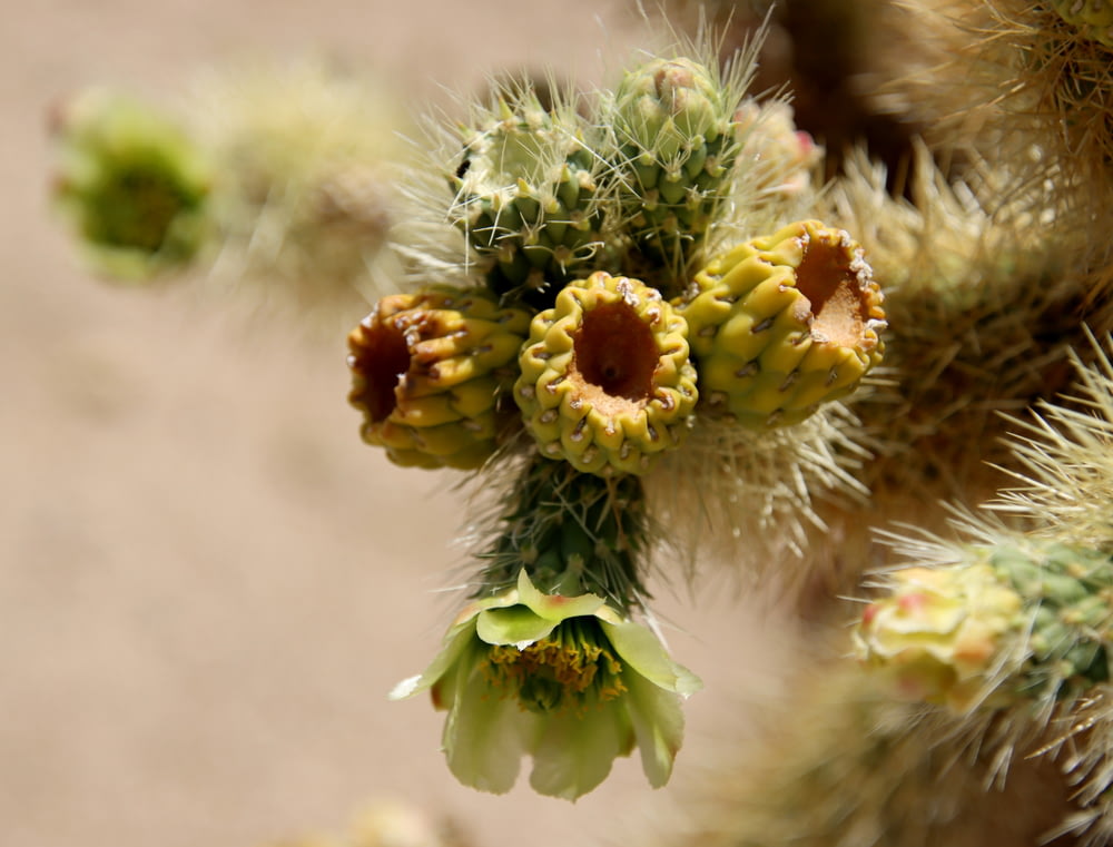 a close up of a cactus plant with small flowers