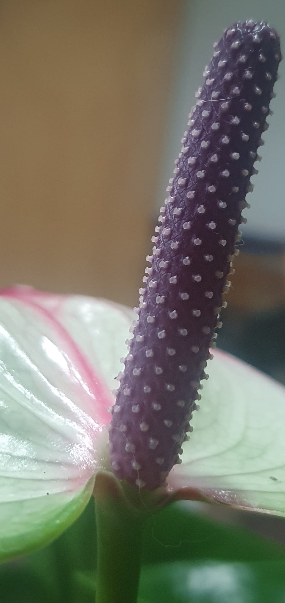 a purple flower with white dots on it