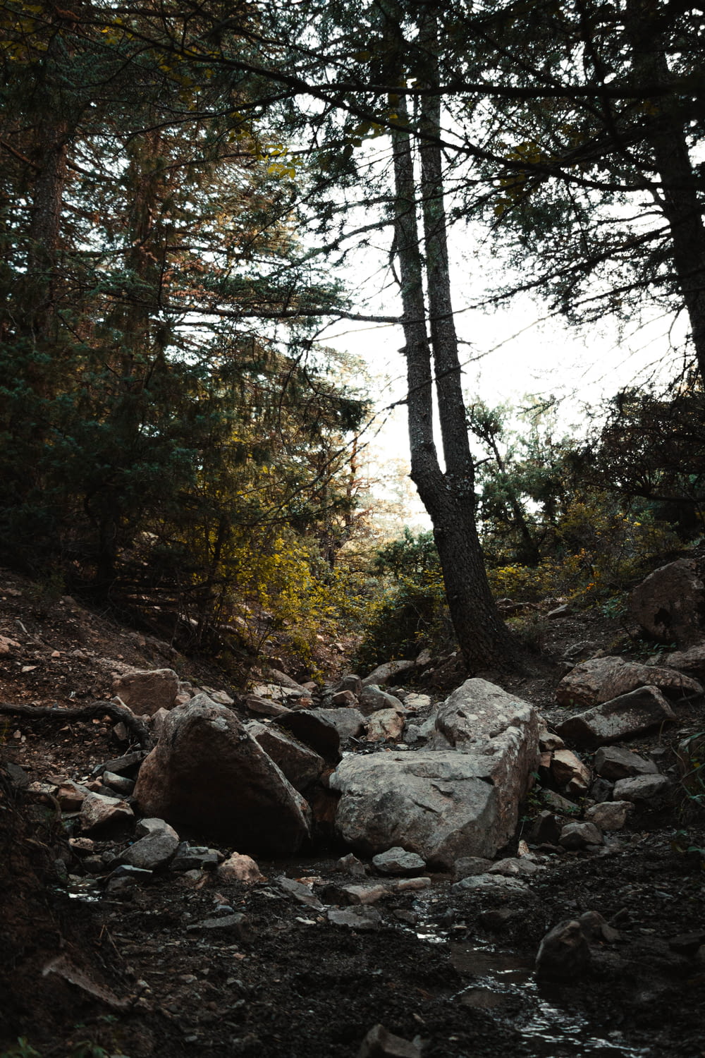 a rocky trail in the woods with trees