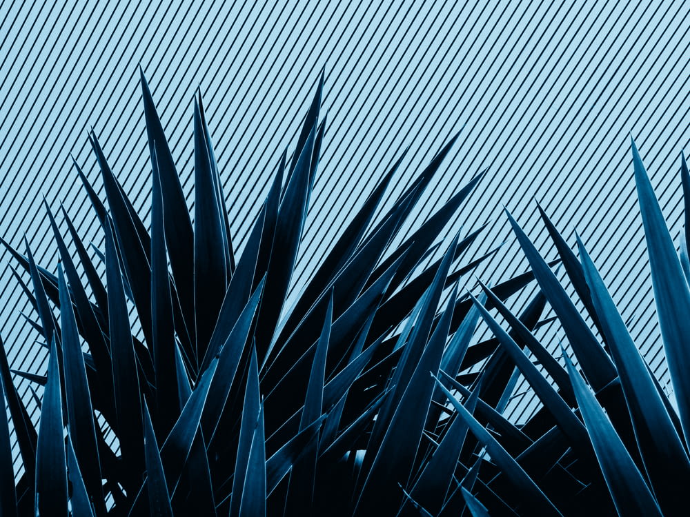 a close up of a plant with a blue background