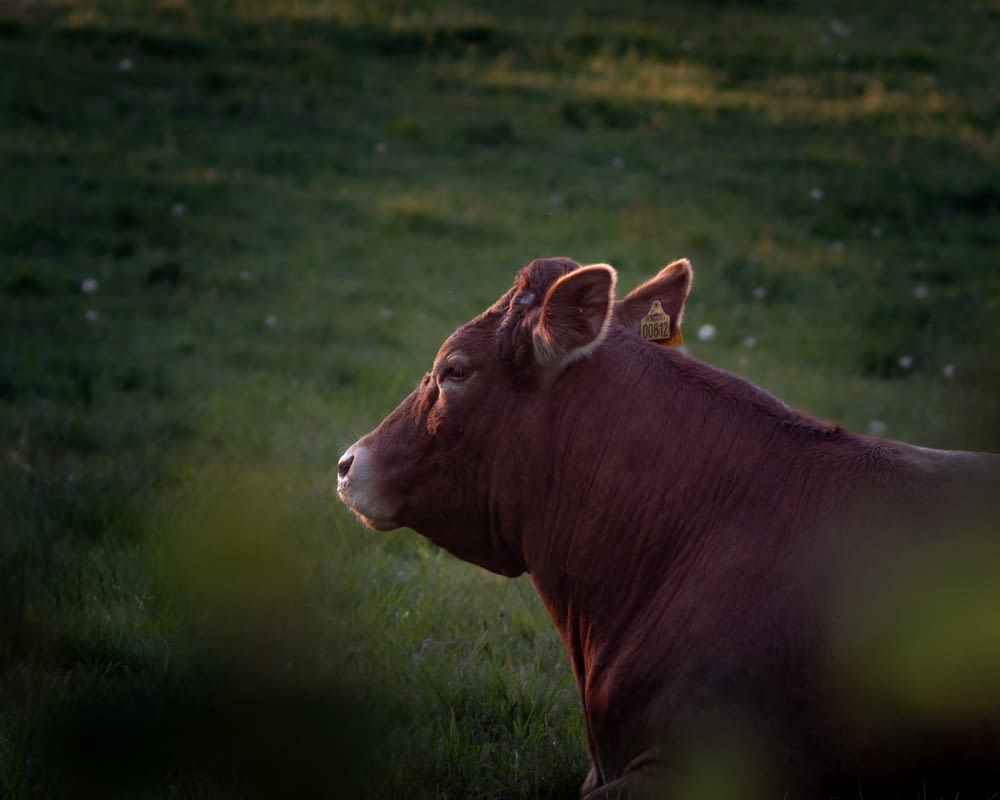 a brown cow sitting in a grassy field