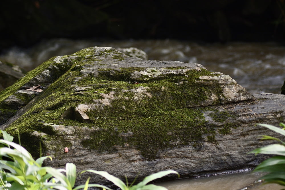 a rock covered in moss next to a river