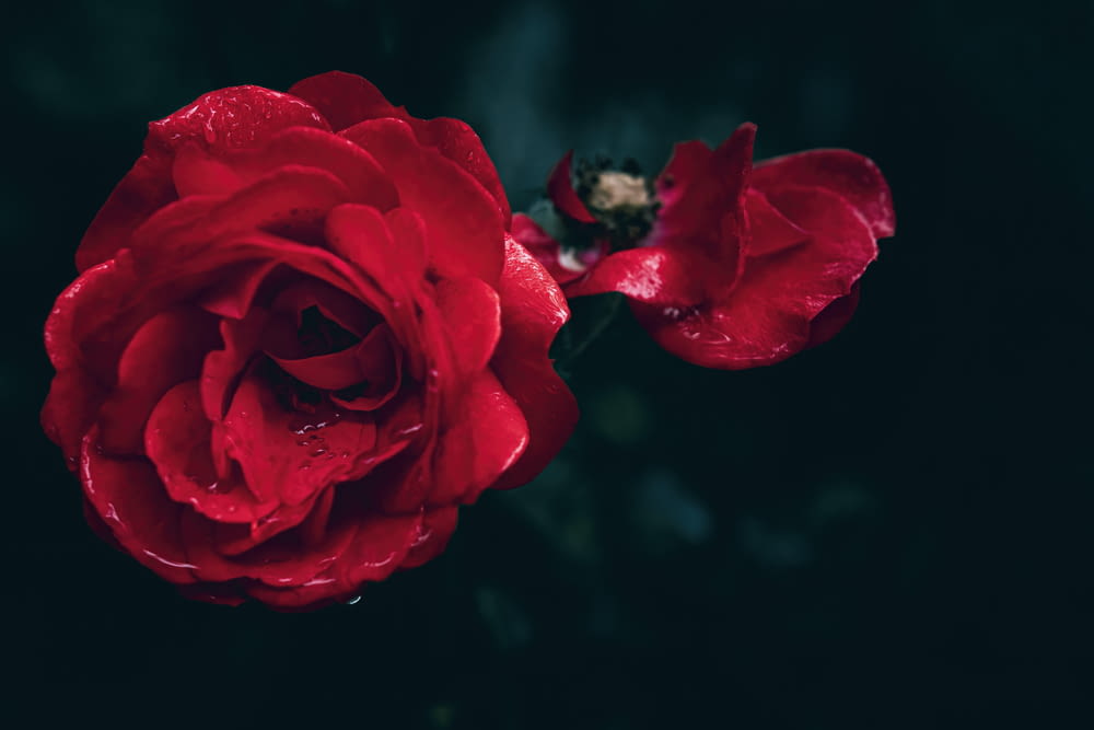 水滴が乗った赤いバラ