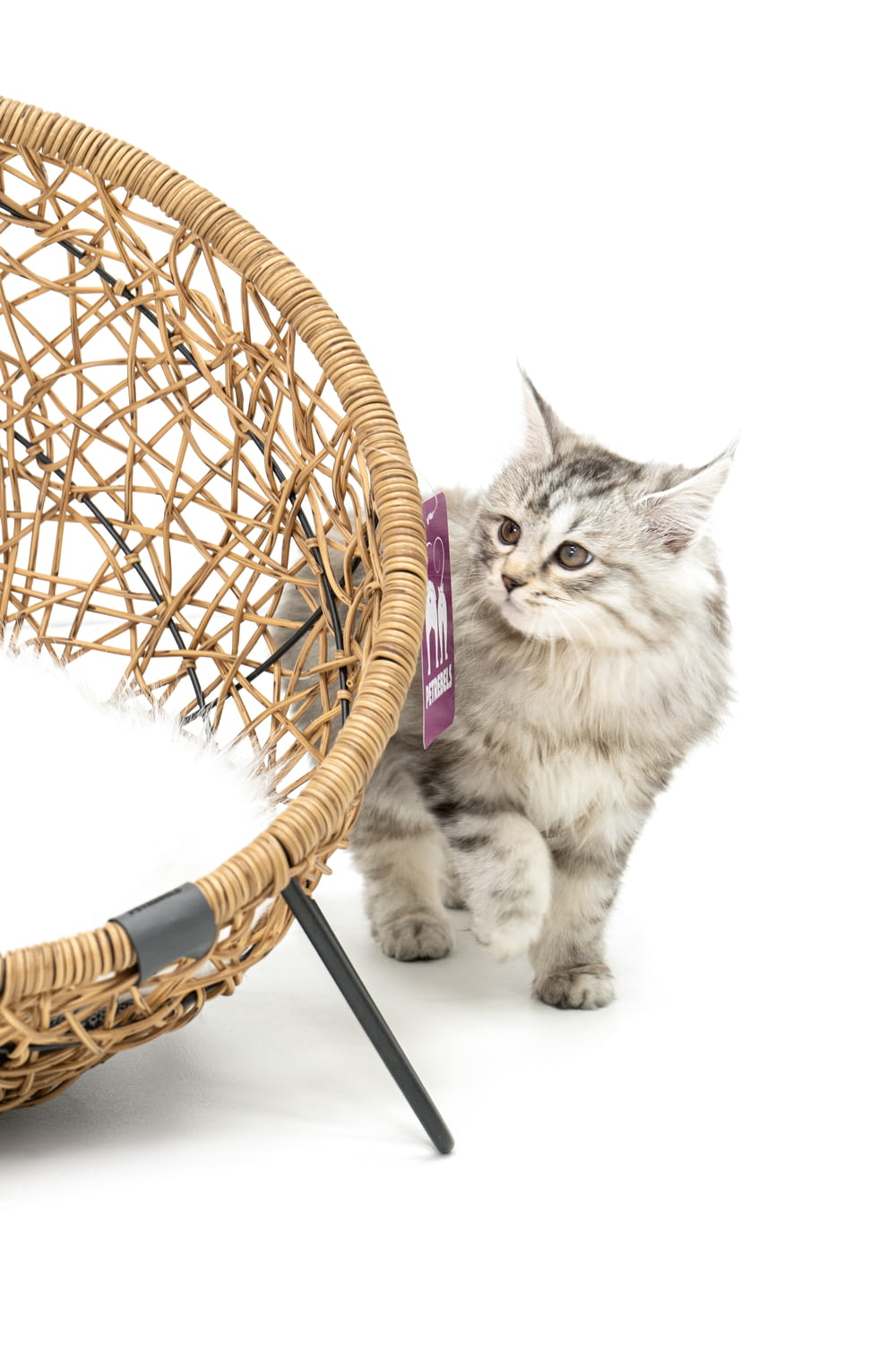 a cat walking next to a wicker chair