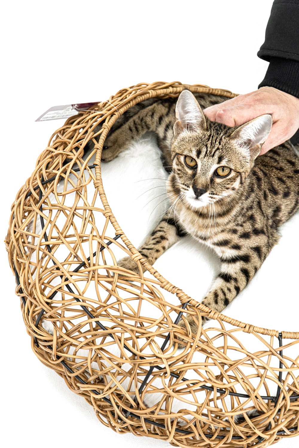 a cat laying on top of a wicker basket
