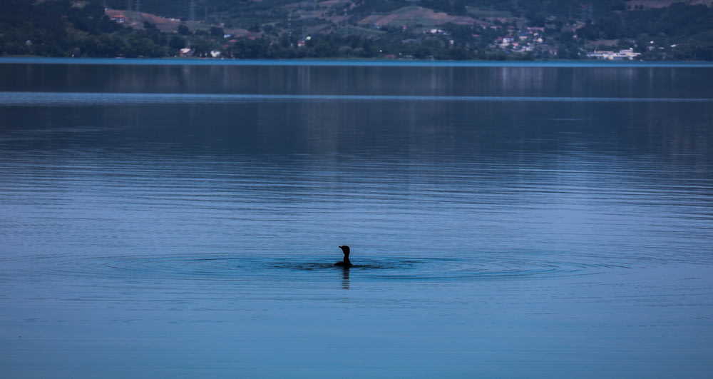 Un uccello solitario che nuota nel mezzo di un lago