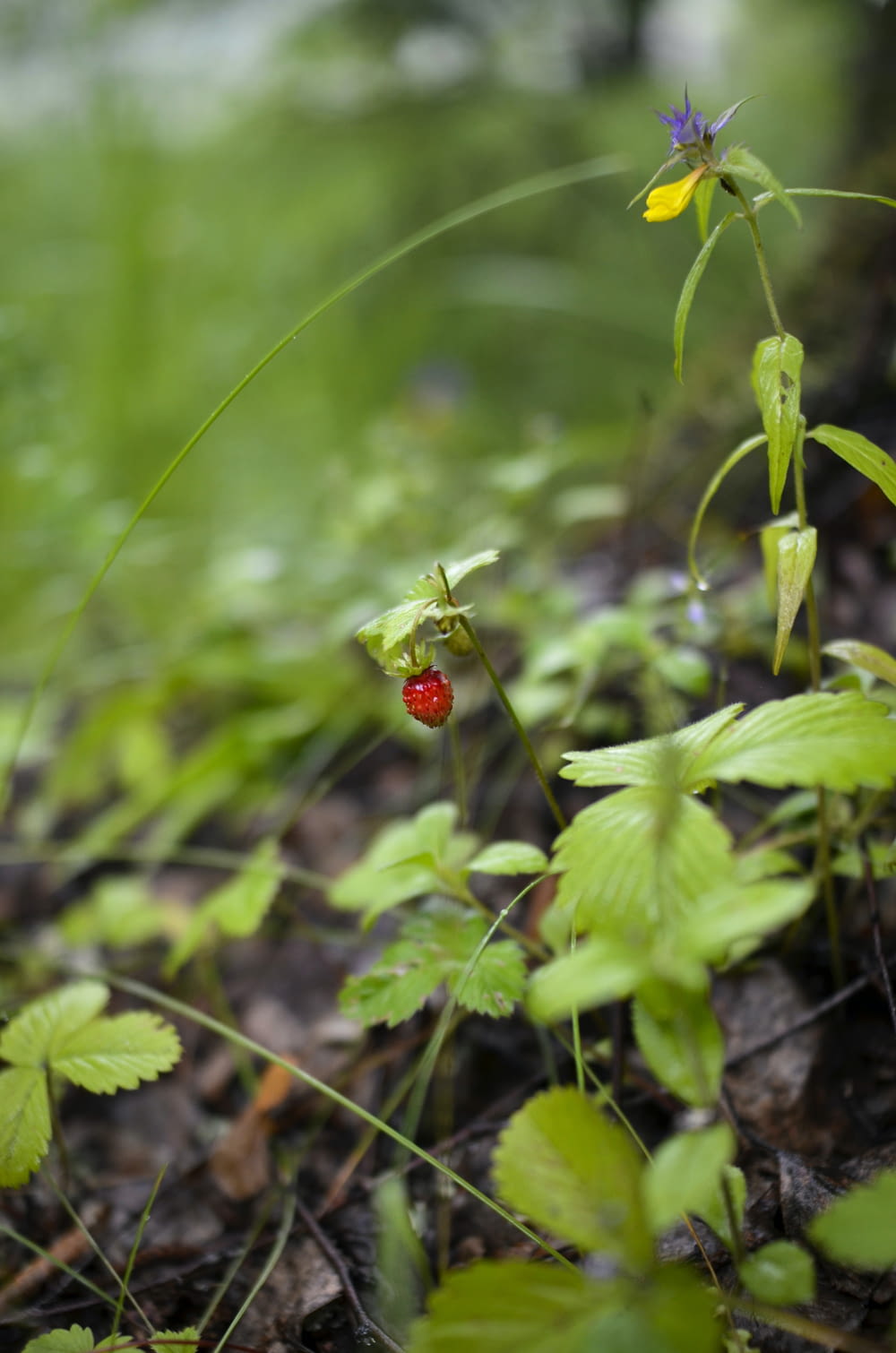 a small red berry sitting on top of a green plant