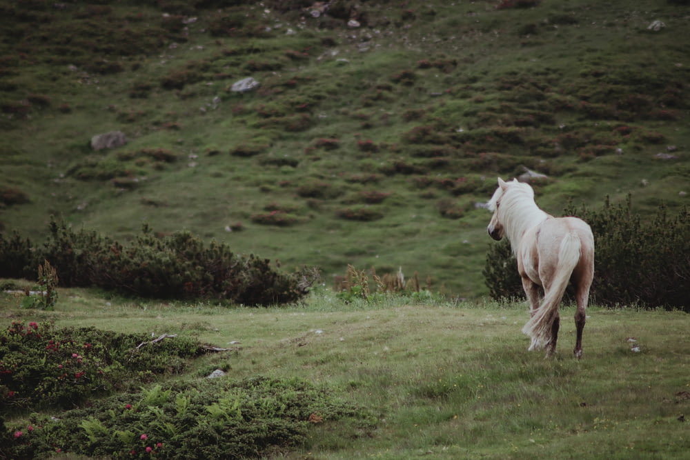a white horse standing on top of a lush green hillside