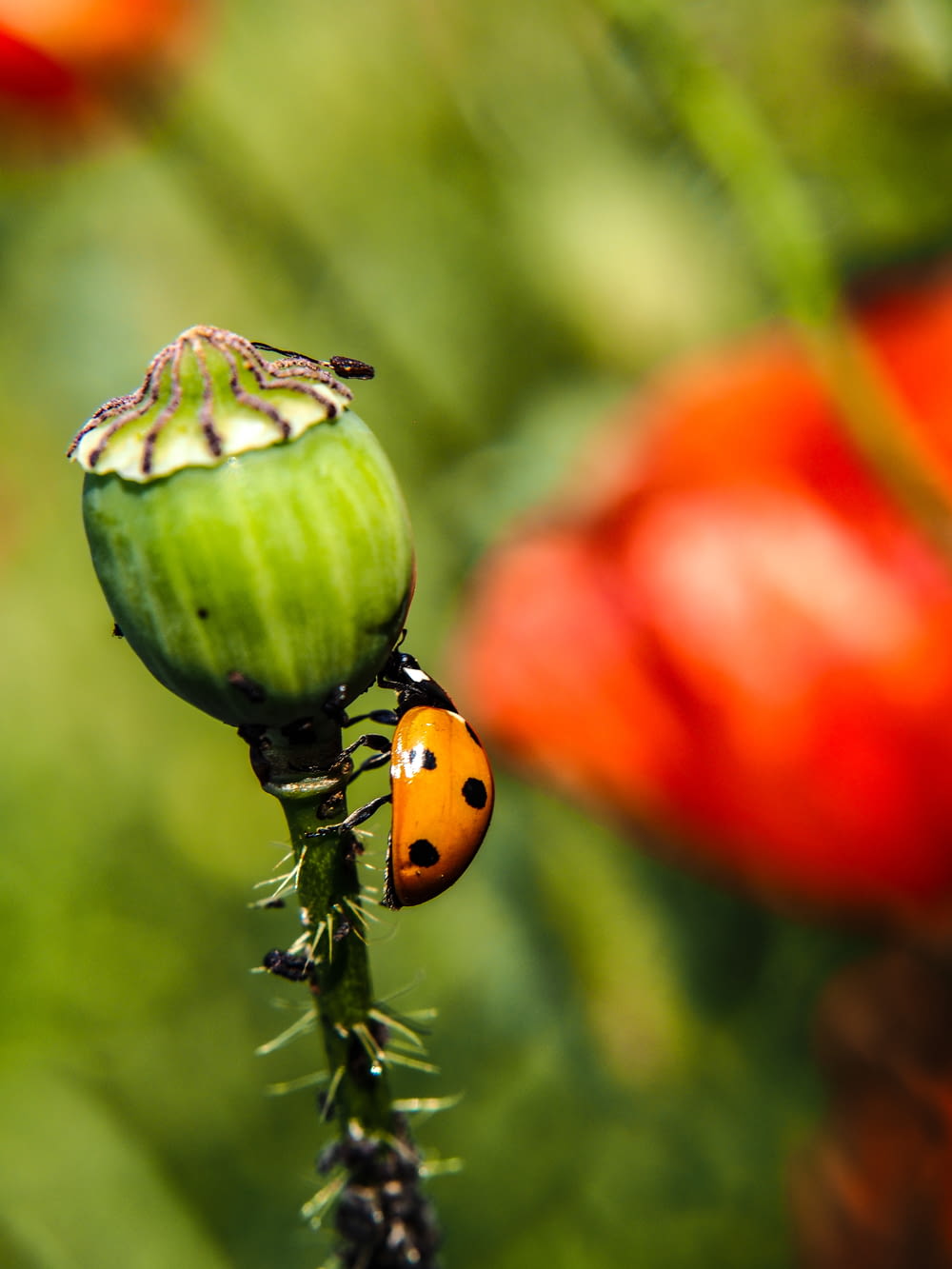 a ladybug crawling on a flower with other flowers in the background