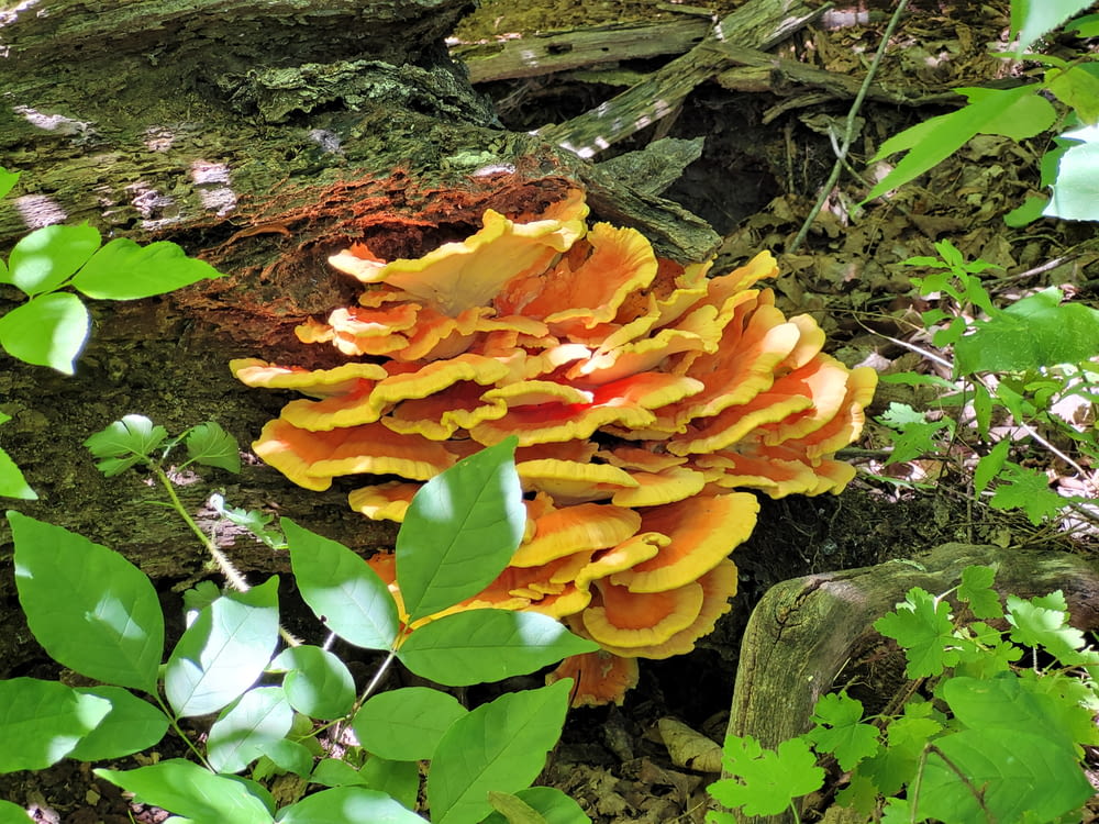 une grappe de champignons oranges poussant sur une souche d’arbre
