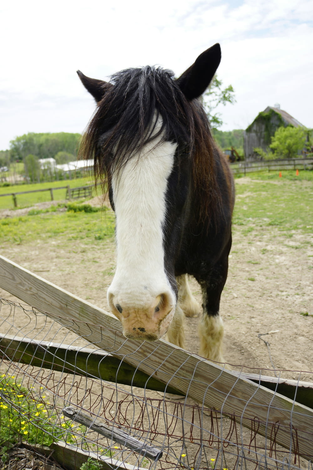 a black and white horse sticking its head over a fence