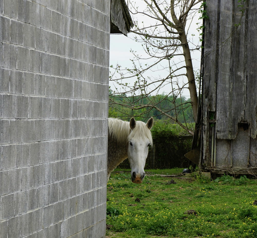 a white horse standing next to a brick building