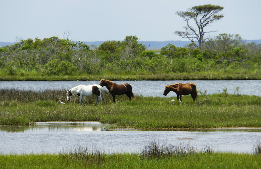 a group of horses grazing in a field next to a lake