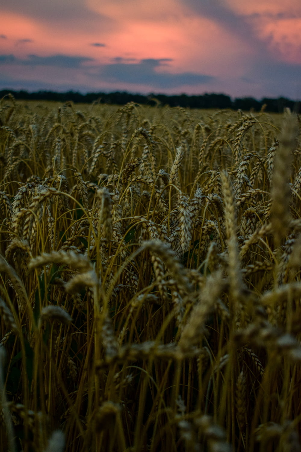 a field of wheat under a cloudy sky