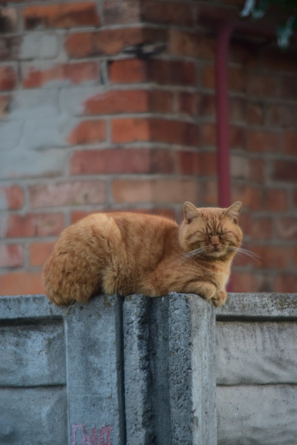an orange cat sitting on top of a cement wall