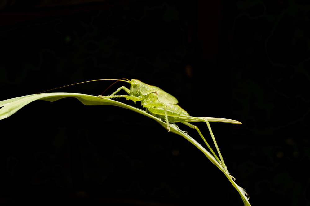 a large green insect sitting on top of a leaf