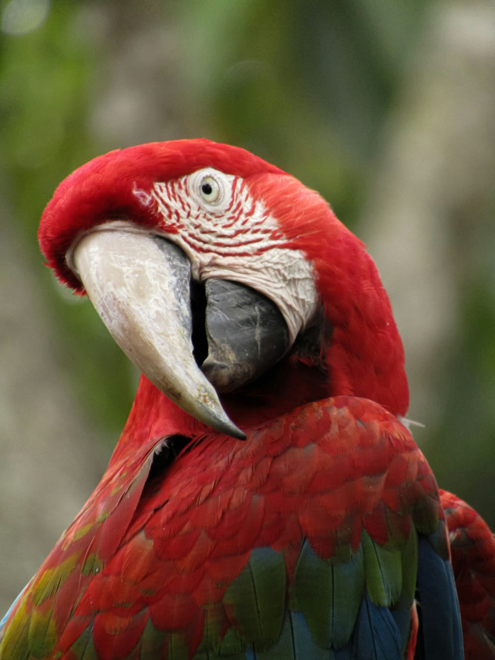 a close up of a red and green parrot