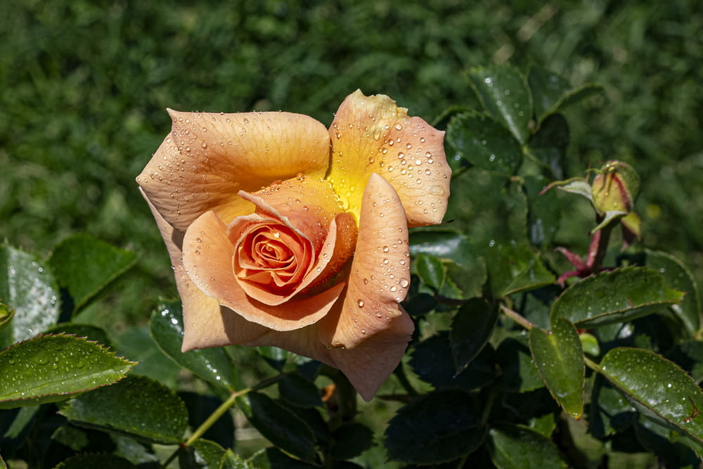 a yellow rose with water droplets on it