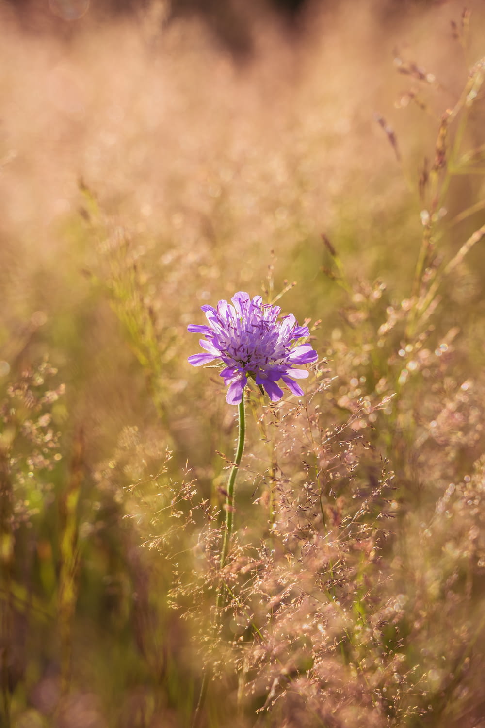 a purple flower in a field of tall grass
