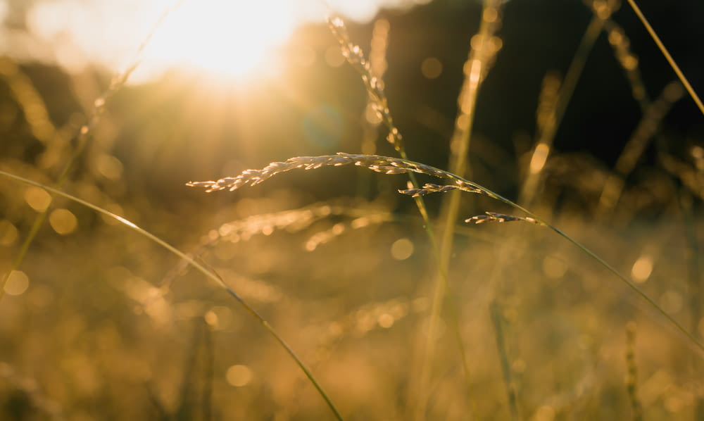 a grassy field with the sun shining through the grass