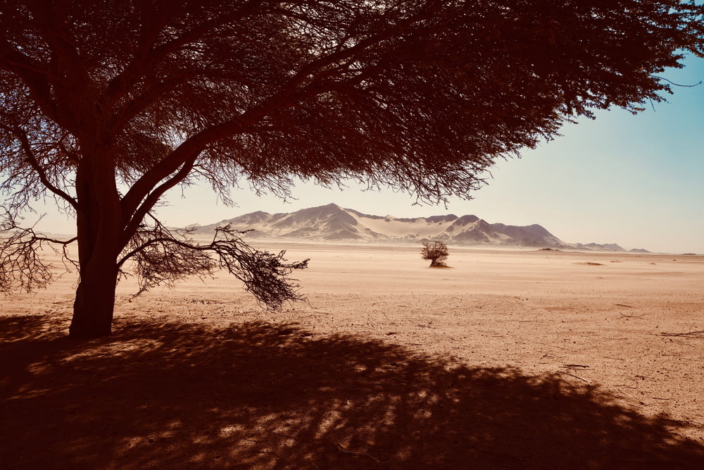 a tree in the middle of a desert with mountains in the background