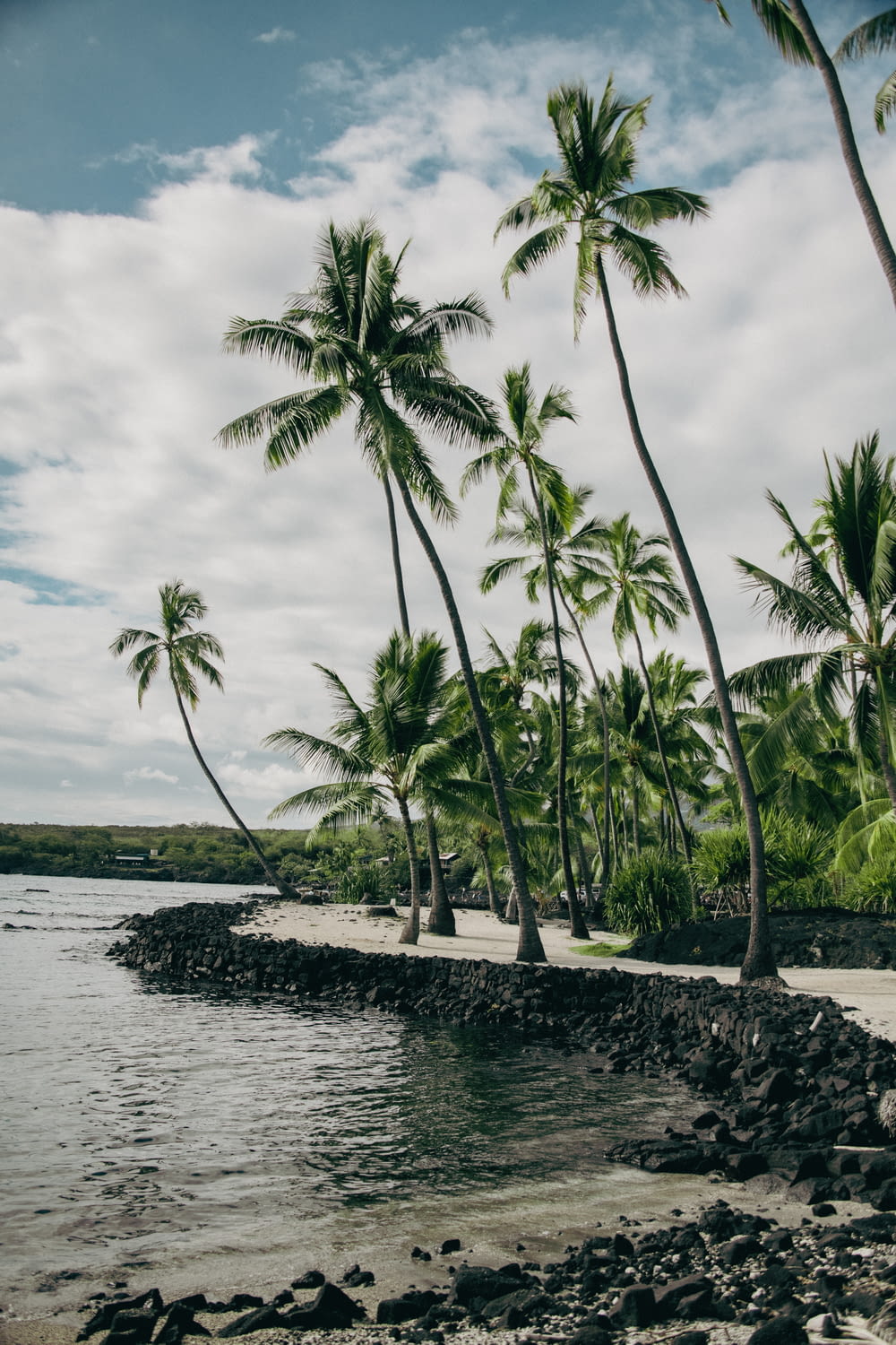 palm trees line the shore of a tropical beach