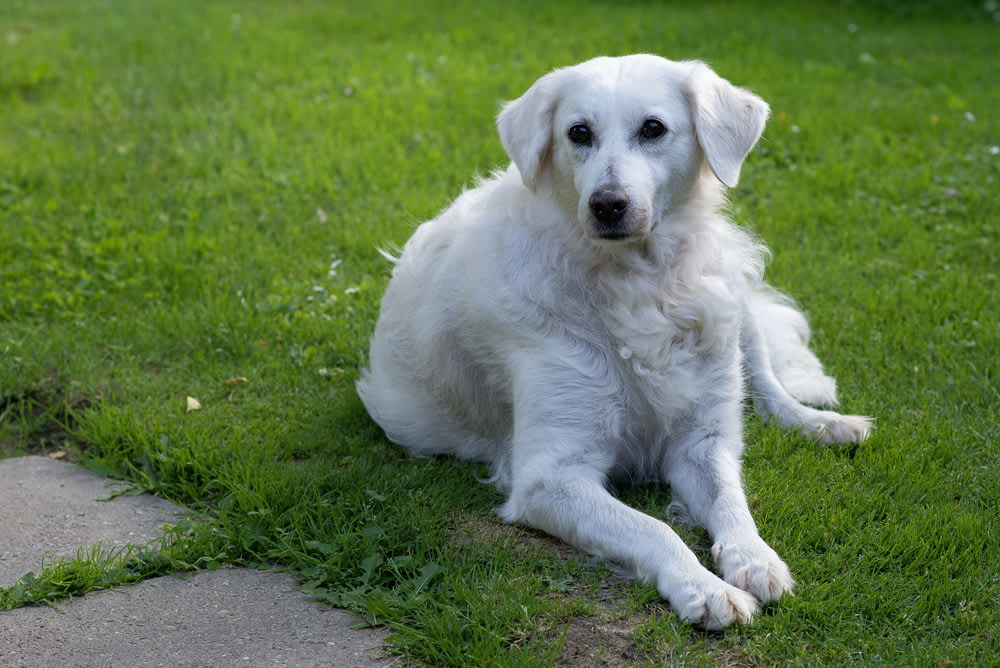 a white dog sitting on top of a lush green field