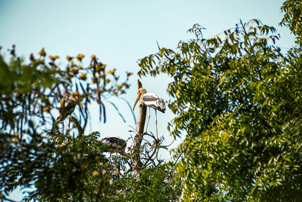 a couple of birds sitting on top of a tree