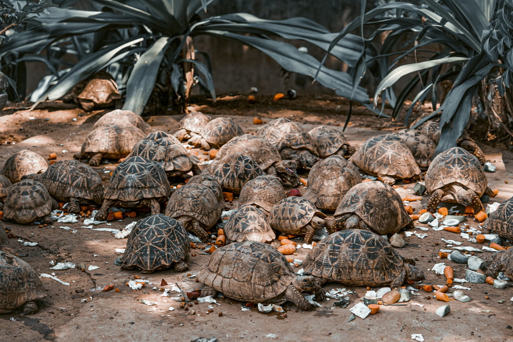 a group of tortoises eating food on the ground