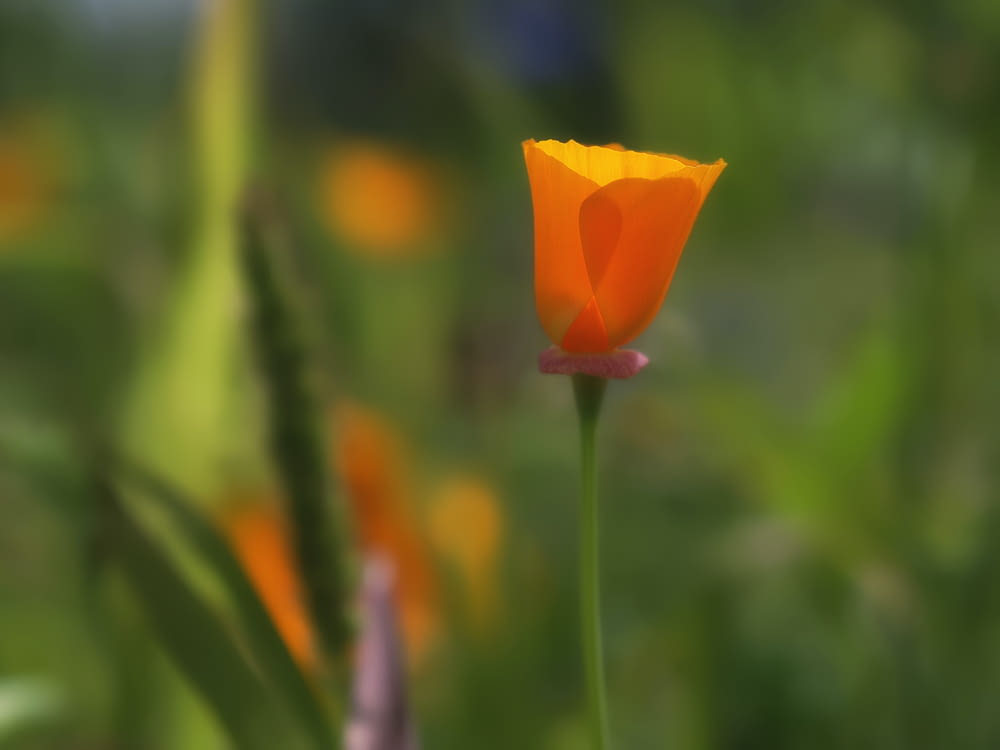 a single orange flower in the middle of a field