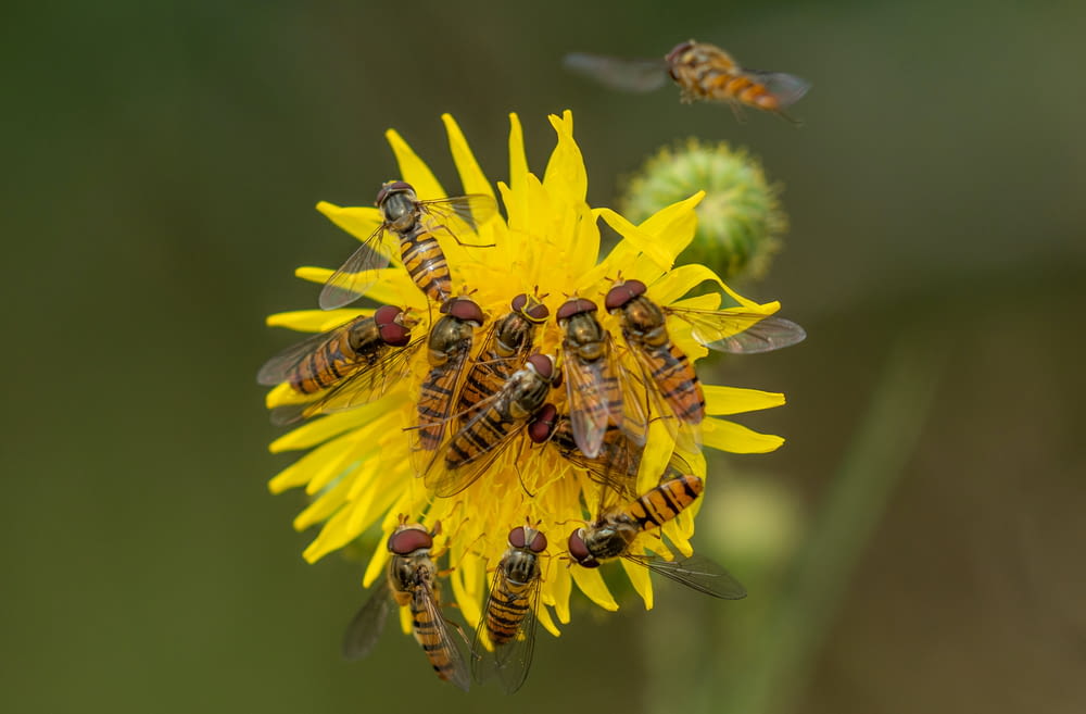 a group of bees sitting on top of a yellow flower
