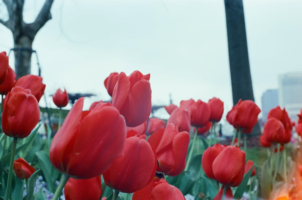 a field of red tulips in front of a tree