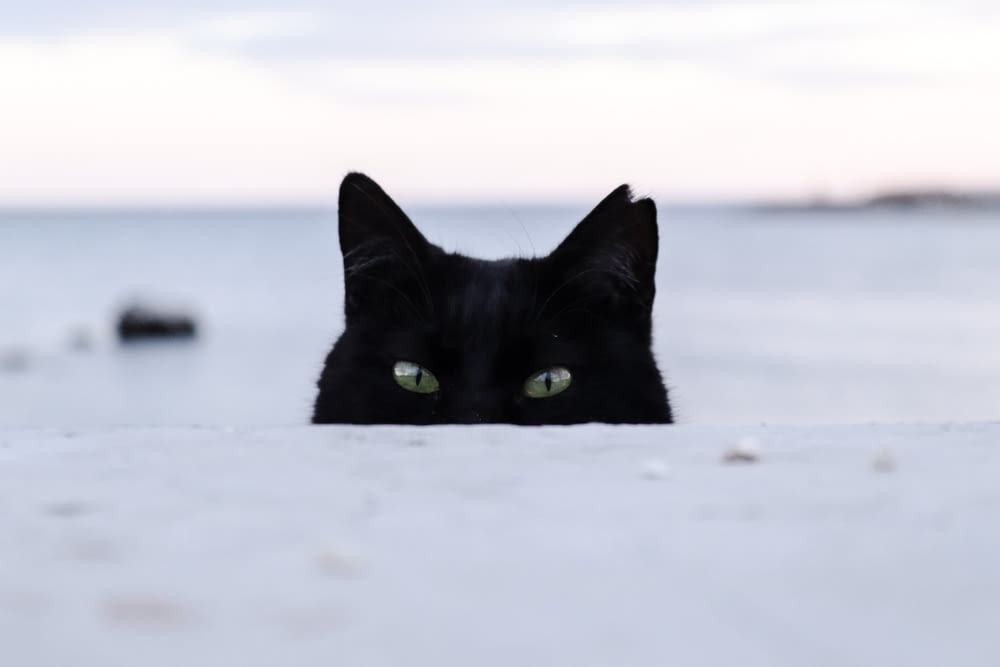 a black cat with green eyes peeking out from behind a wall