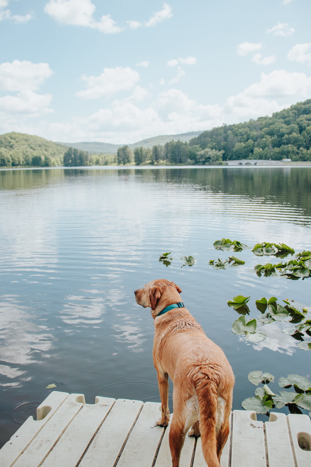 a dog standing on a dock looking at the water