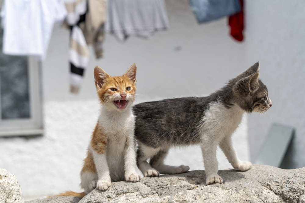 a couple of kittens standing on top of a rock