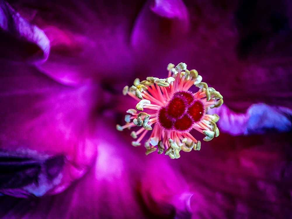 a close up of a purple flower with a red center
