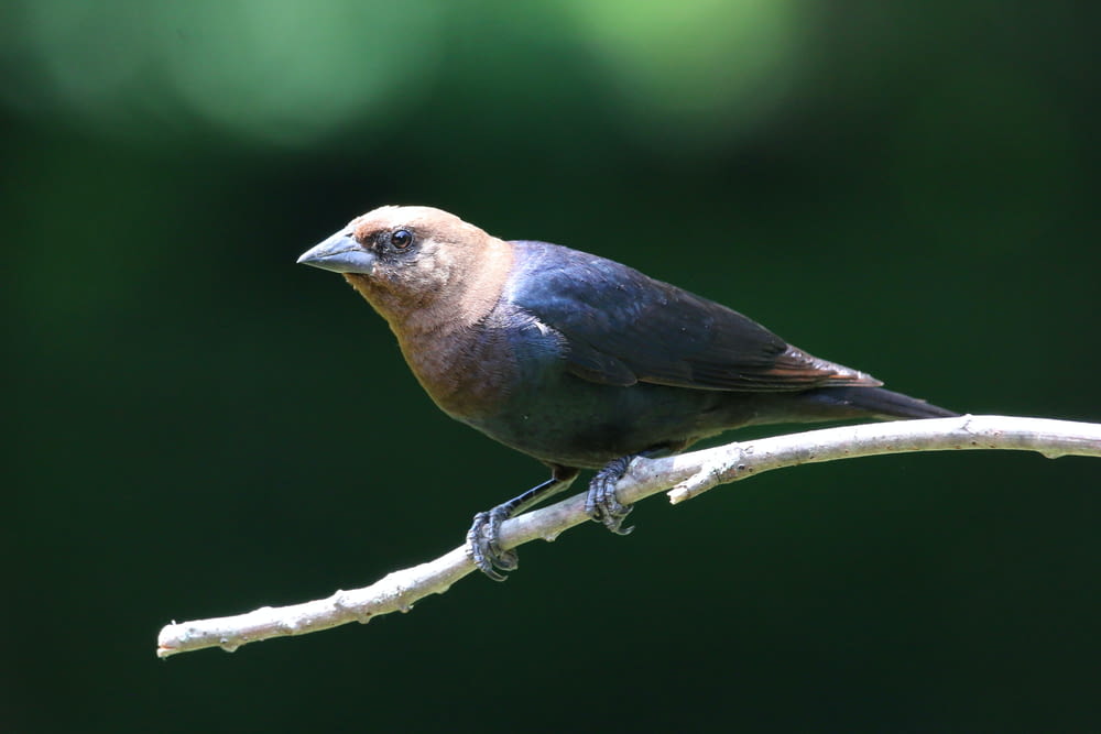 un uccello seduto su un ramo con uno sfondo sfocato