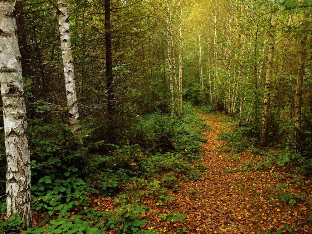 a path in a forest with lots of trees