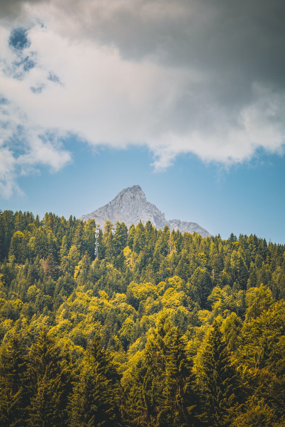 a view of a forest with a mountain in the background