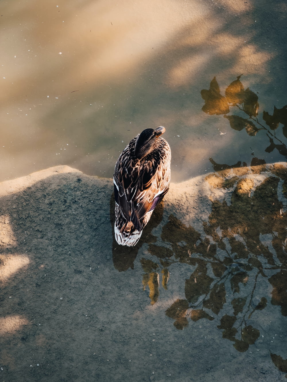 a duck sitting on a rock next to a body of water