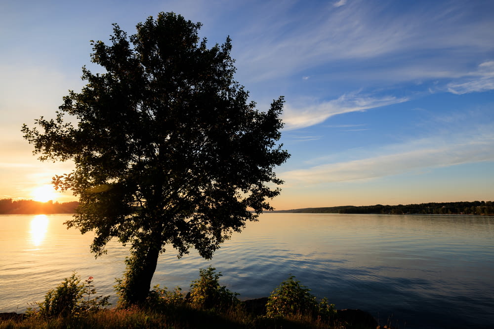 a lone tree on the shore of a lake at sunset