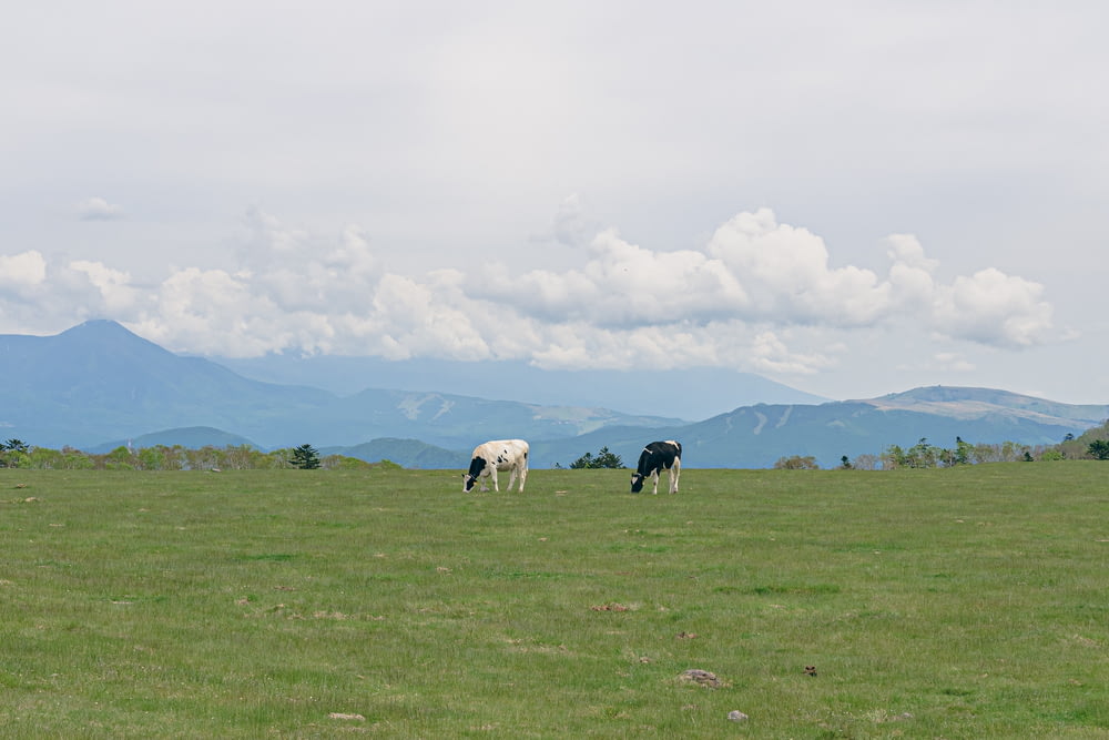 two cows grazing in a field with mountains in the background