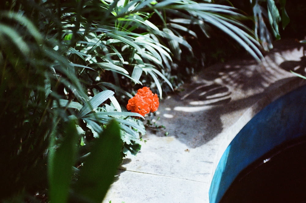 an orange flower sitting in the middle of a garden