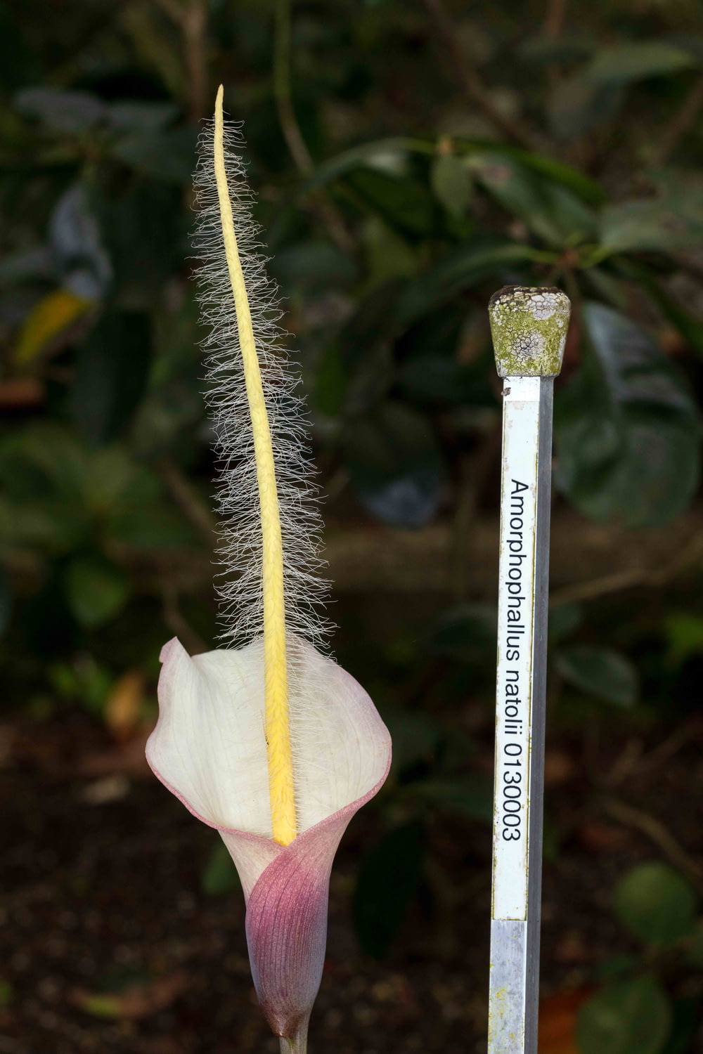 a close up of a flower with a thermometer in the background