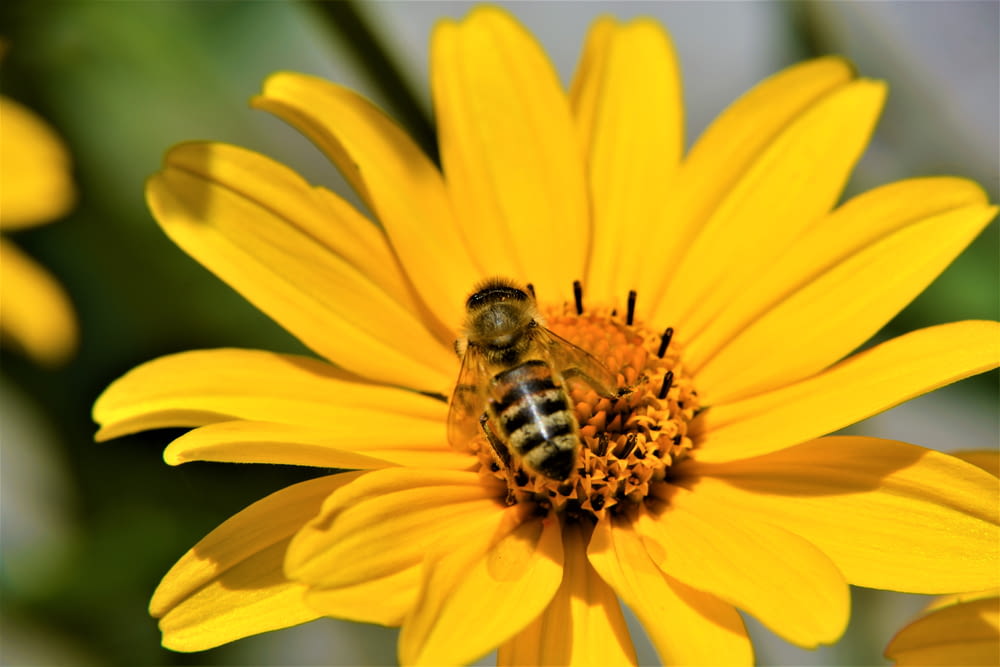노란 꽃 위에 앉아 있는 벌