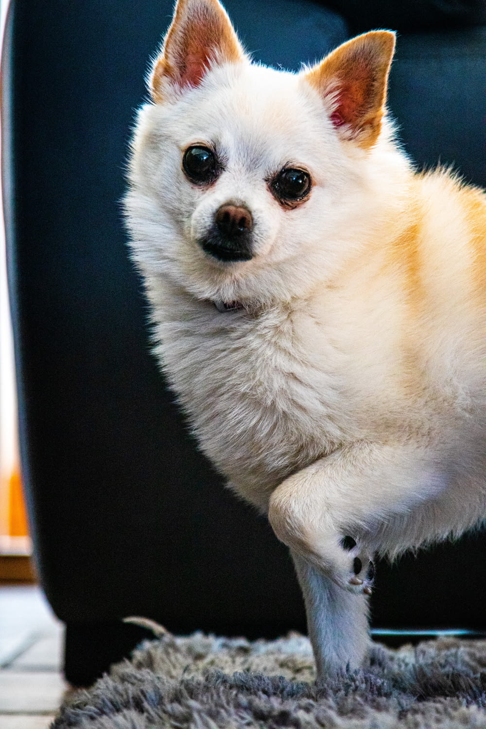 a small white dog standing on its hind legs