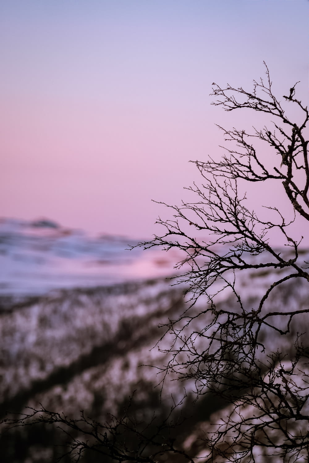 a bare tree in the foreground with a pink sky in the background