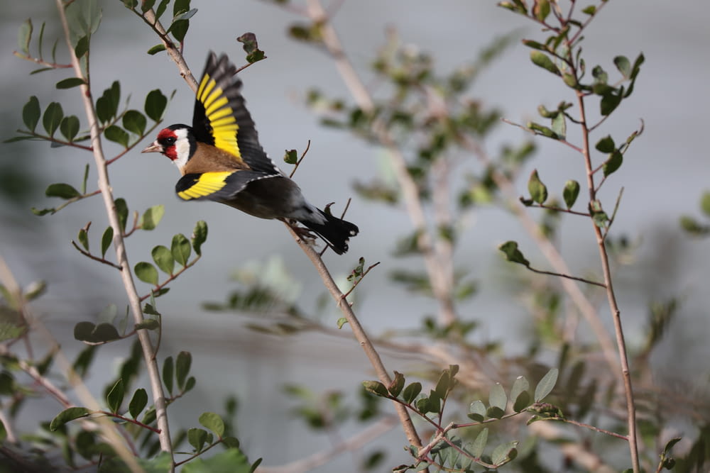 a bird with yellow and black feathers is perched on a tree branch