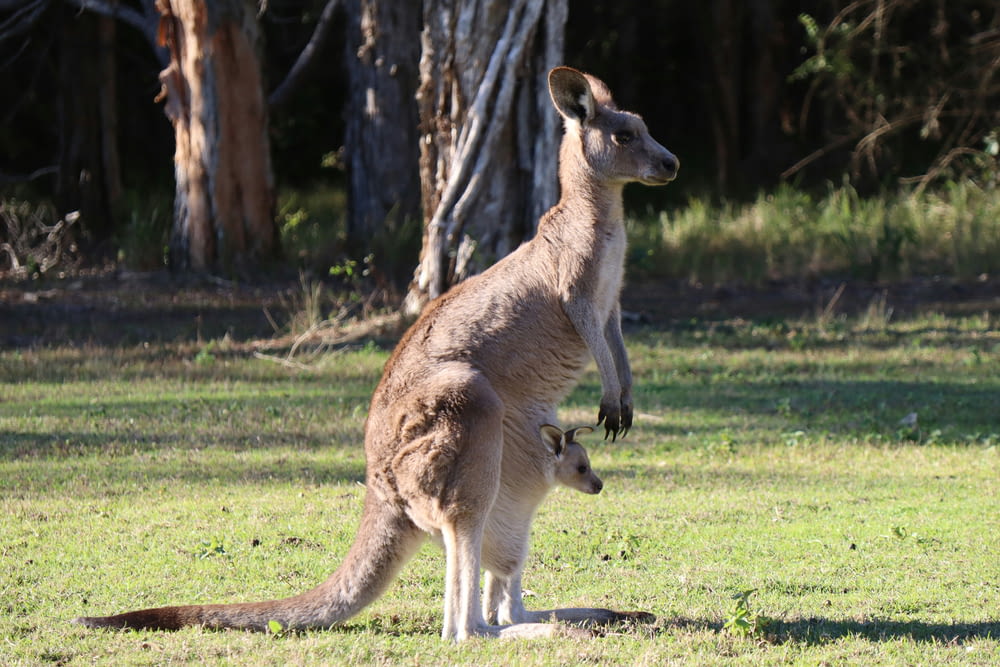 a kangaroo standing in a field with trees in the background
