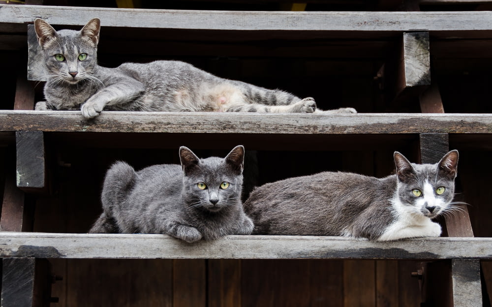 a group of cats sitting on top of a wooden shelf